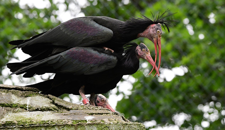 Posily chovu ze Švýcarska: Ve voliéře na Svatém Kopečku si staví hnízda vzácní ibisové