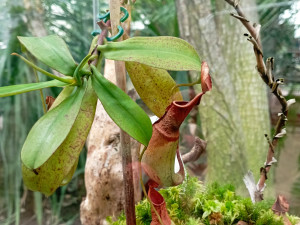 Světová premiéra na výstavě masožravek v Olomouci. Láčkovku stydlivou objevili vědci na Borneu