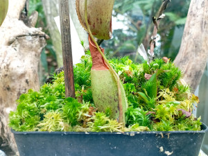 Světová premiéra na výstavě masožravek v Olomouci. Láčkovku stydlivou objevili vědci na Borneu