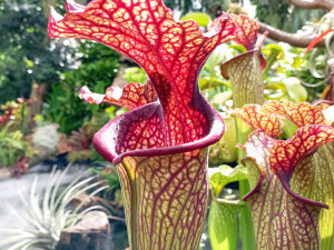 Světová premiéra na výstavě masožravek v Olomouci. Láčkovku stydlivou objevili vědci na Borneu