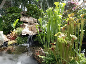 Světová premiéra na výstavě masožravek v Olomouci. Láčkovku stydlivou objevili vědci na Borneu