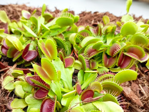 Světová premiéra na výstavě masožravek v Olomouci. Láčkovku stydlivou objevili vědci na Borneu