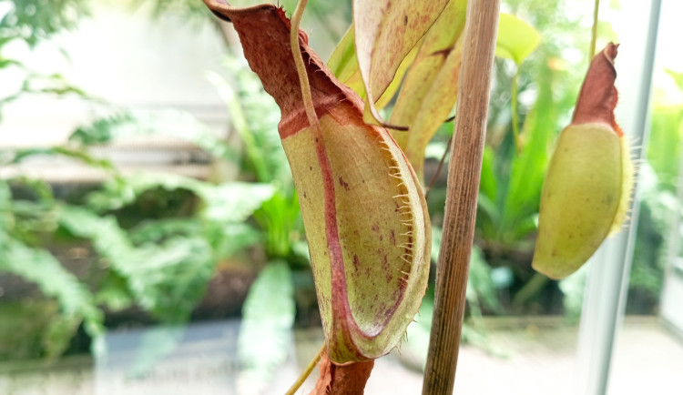 Světová premiéra na výstavě masožravek v Olomouci. Láčkovku stydlivou objevili vědci na Borneu