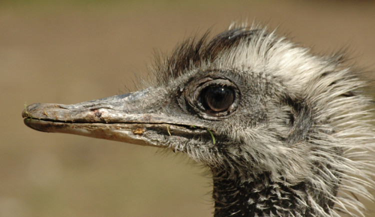 Nandu pampový - ilustrační foto