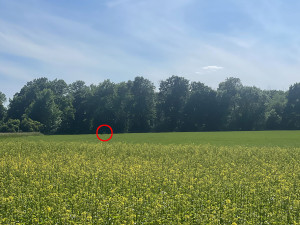 VIDEO: Toulavý nandu od Olomouce už má nový domov, odchyt zvládli odborníci ze Zoo Olomouc