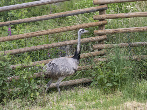 Nandu pampového chová i Zoo Olomouc
