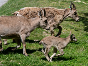 V olomoucké zoo se narodilo pět vzácných kozorožců. V přírodě jich zůstává posledních pět stovek