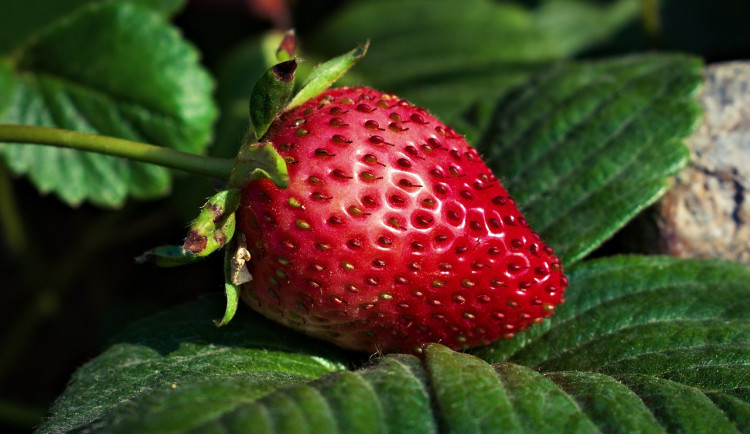 strawberry-ga09091663_1280