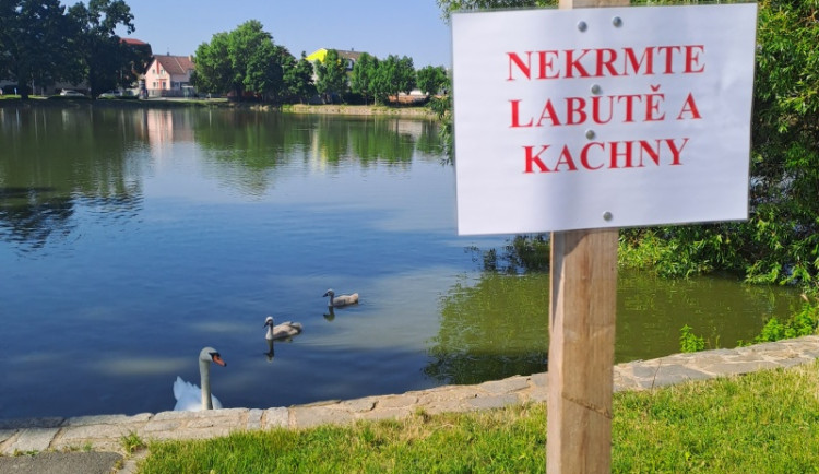 Po úhynu mladých labutí v Prostějově strážníci zvýšili kontroly u rybníka. Za krmení hrozí pokuta, varují