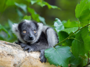 V olomoucké zoo se narodilo další mládě kriticky ohroženého lemura. Kluk se má čile k světu