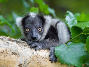 V olomoucké zoo se narodilo další mládě kriticky ohroženého lemura. Kluk se má čile k světu