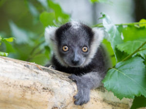 V olomoucké zoo se narodilo další mládě kriticky ohroženého lemura. Kluk se má čile k světu