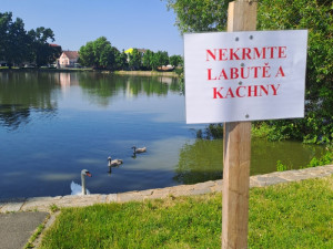 Po úhynu mladých labutí v Prostějově strážníci zvýšili kontroly u rybníka. Za krmení hrozí pokuta, varují