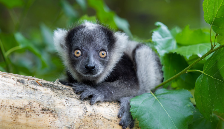 V olomoucké zoo se narodilo další mládě kriticky ohroženého lemura. Kluk se má čile k světu