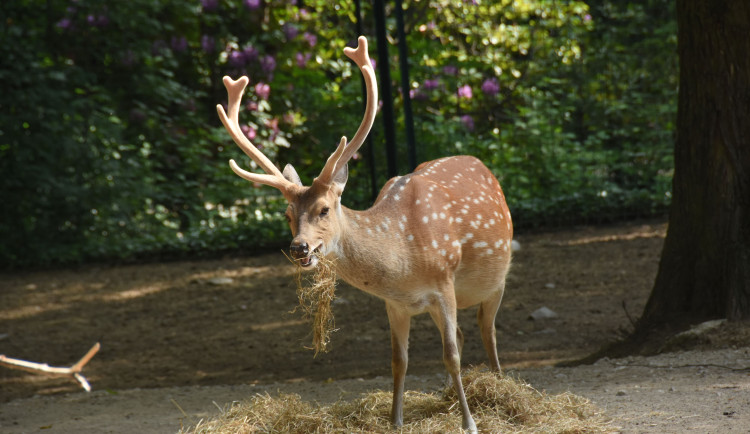 Olomoucká zoo bude řídit chov vzácného jelena po celém světě. Má druhé největší stádo