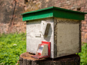Včelám v olomoucké Fakultní nemocnici začali s opylováním pomáhat také čmeláci
