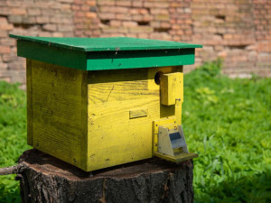 Včelám v olomoucké Fakultní nemocnici začali s opylováním pomáhat také čmeláci