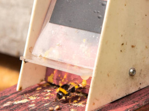 Včelám v olomoucké Fakultní nemocnici začali s opylováním pomáhat také čmeláci