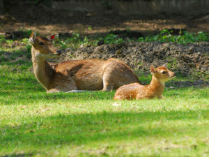 Olomoucká zoo bude řídit chov vzácného jelena po celém světě. Má druhé největší stádo