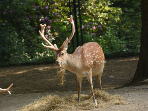 Olomoucká zoo bude řídit chov vzácného jelena po celém světě. Má druhé největší stádo