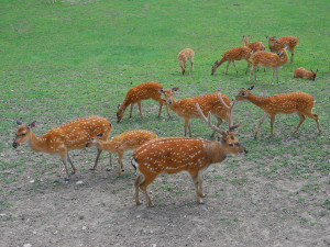 Olomoucká zoo bude řídit chov vzácného jelena po celém světě. Má druhé největší stádo