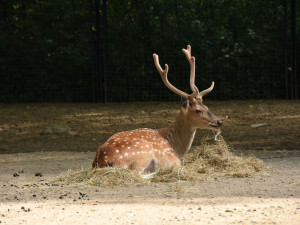 Olomoucká zoo bude řídit chov vzácného jelena po celém světě. Má druhé největší stádo