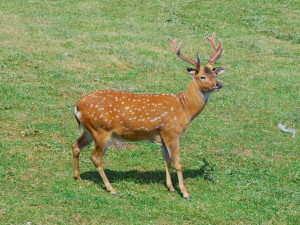 Olomoucká zoo bude řídit chov vzácného jelena po celém světě. Má druhé největší stádo