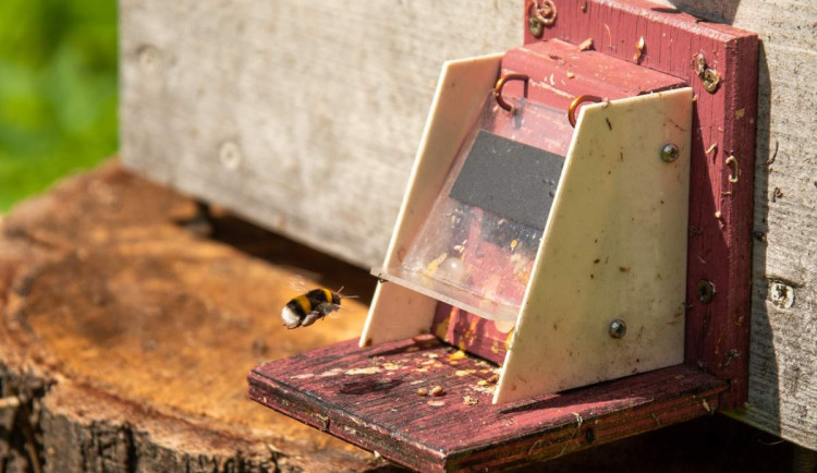 Včelám v olomoucké Fakultní nemocnici začali s opylováním pomáhat také čmeláci