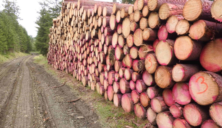Obrovská halda vytěžených smrků ve 2. zóně CHKO asanovaných chemickým postřikem - tato barva je symbolem použití biocidů.