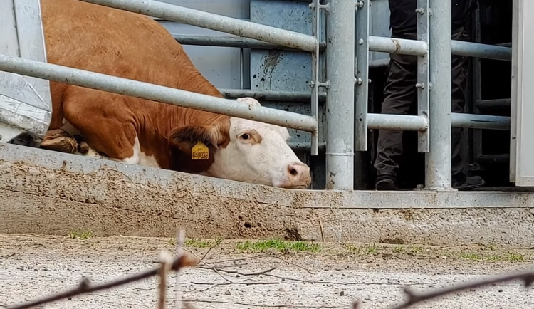 VIDEO: Probíjení elektřinou, kopance, nadávky. Na jatkách u Havlíčkova Brodu trápili dobytek, jednatel firmy vyvodí důsledky