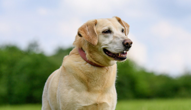 HLEDÁME PÁNÍČKA: Laura, Remus a Verča čekají v útulku v Olomouci na svou šanci