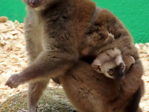 Lemuří dvojčata poznávají výběh v Zoo Olomouc