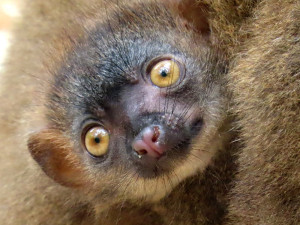 Lemuří dvojčata poznávají výběh v Zoo Olomouc