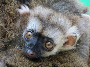 Lemuří dvojčata poznávají výběh v Zoo Olomouc