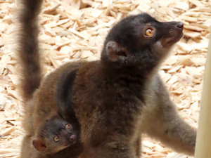 Lemuří dvojčata poznávají výběh v Zoo Olomouc