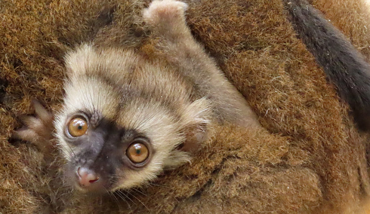 Lemuří dvojčata poznávají výběh v Zoo Olomouc