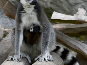 Olomoucká zoo se může pochlubit dalším mládětem lemura. Víc než deset let zde funguje chovná stanice