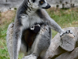 Olomoucká zoo se může pochlubit dalším mládětem lemura. Víc než deset let zde funguje chovná stanice