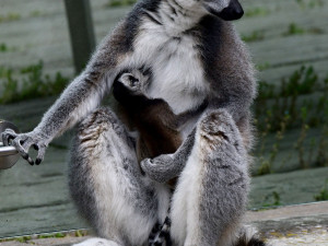 Olomoucká zoo se může pochlubit dalším mládětem lemura. Víc než deset let zde funguje chovná stanice