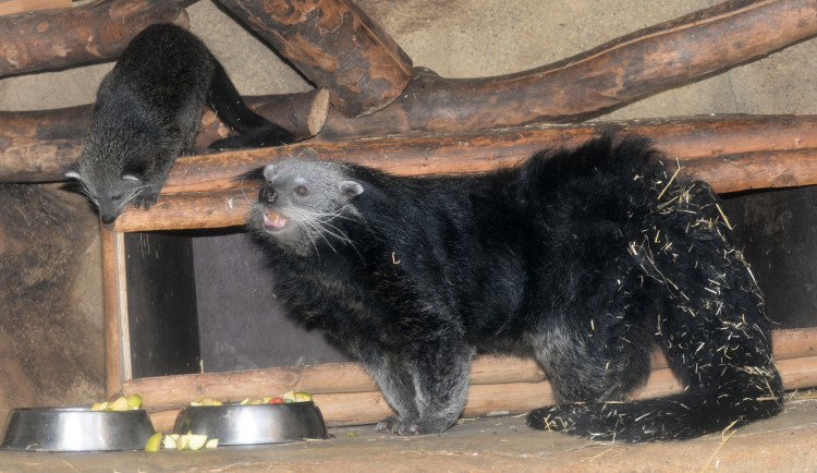 Olomoucká zoo má nové mládě binturonga. Návštěvníci ho však ještě neuvidí