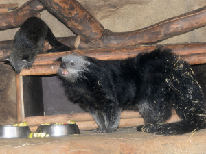 Olomoucká zoo má nové mládě binturonga. Návštěvníci ho však ještě neuvidí
