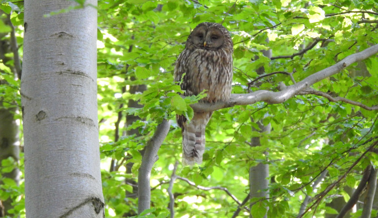 Do Jeseníků se vrací puštík bělavý. Klenot přírody s rozpětím křídel přes metr a půl