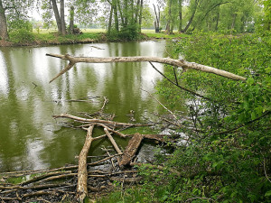 Povodí Moravy vyhlásilo tendr na úpravu řeky na jihu Olomouce. Náklady odhaduje na 300 milionů
