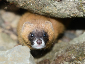 Kolonoci se zabydlují v Zoo Olomouc. Sibiřské lasice se vrátily po letech
