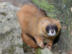 Kolonoci se zabydlují v Zoo Olomouc. Sibiřské lasice se vrátily po letech