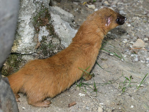 Kolonoci se zabydlují v Zoo Olomouc. Sibiřské lasice se vrátily po letech