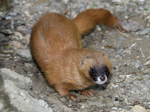 Kolonoci se zabydlují v Zoo Olomouc. Sibiřské lasice se vrátily po letech