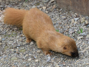 Kolonoci se zabydlují v Zoo Olomouc. Sibiřské lasice se vrátily po letech