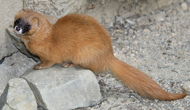 Kolonoci se zabydlují v Zoo Olomouc. Sibiřské lasice se vrátily po letech