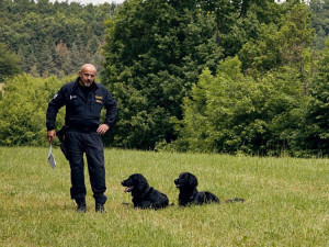 Mickey a Ozzy změnili kariéru. Asistenční retrívři nastoupili k policii, umí hledat výbušniny i drogy